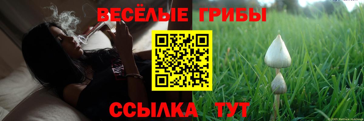 Псилоцибиновые грибы Psilocybe  Вход с VPN  Клин  Галлюциногенные грибы GOLDEN TEACHER 